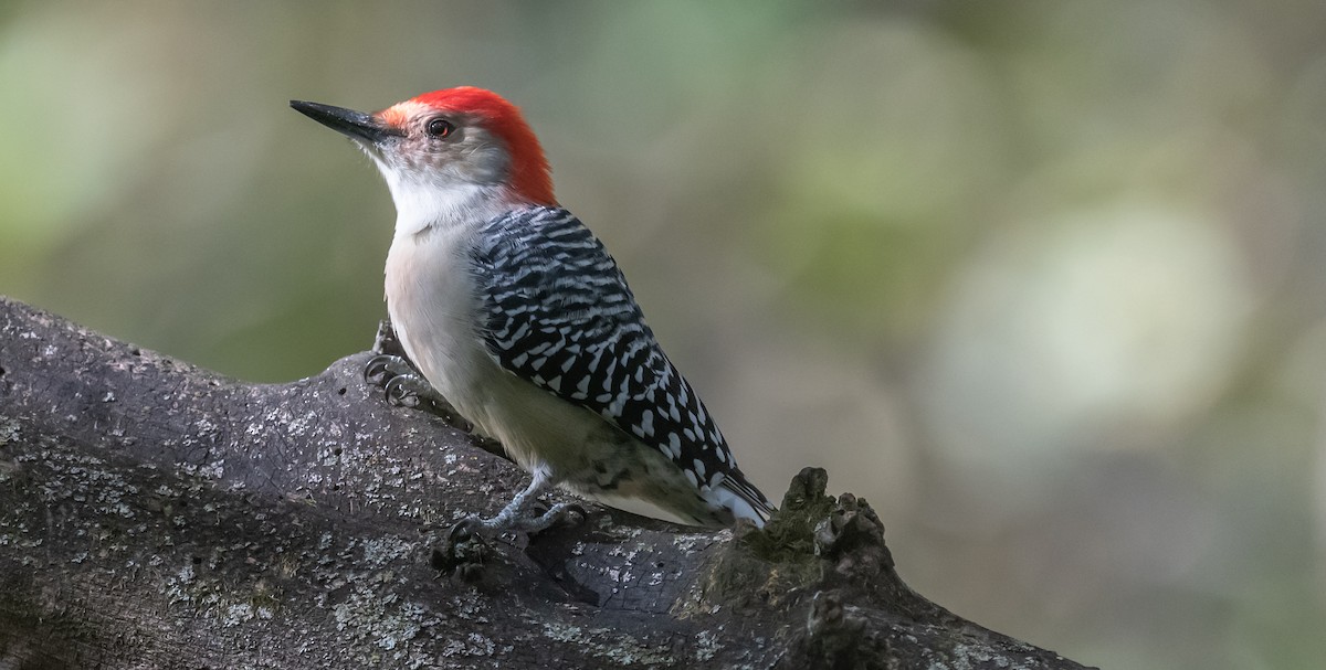 Red-bellied Woodpecker - ML493495591