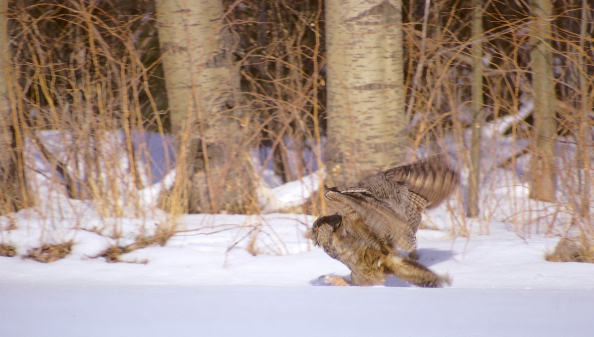 Great Horned Owl - ML493498501