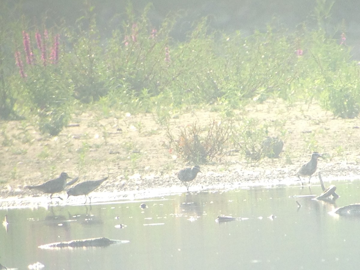 American Golden-Plover - ML493498611