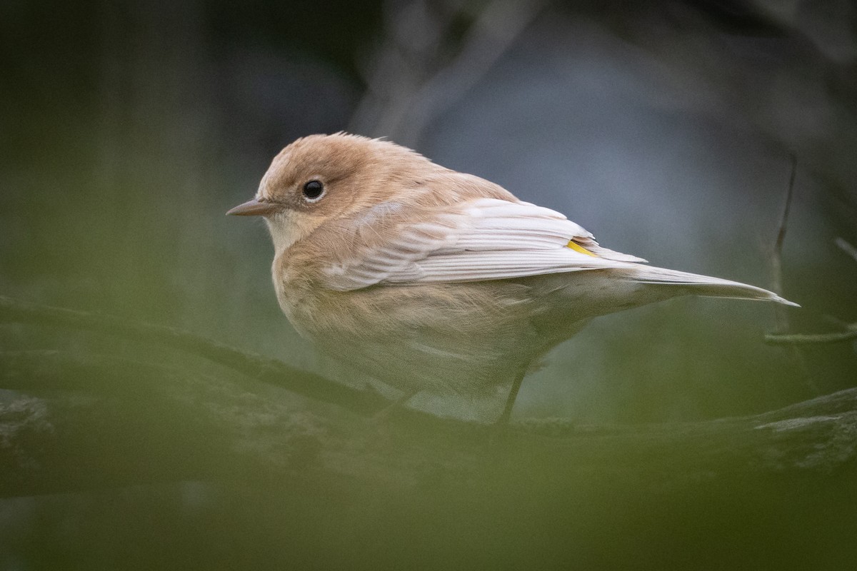 Yellow-rumped Warbler - Paul Jones