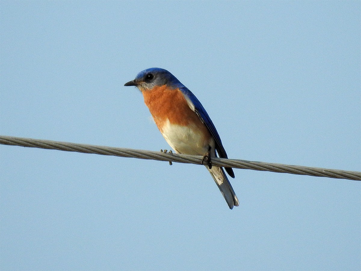 Eastern Bluebird - Kathy S. Prindle