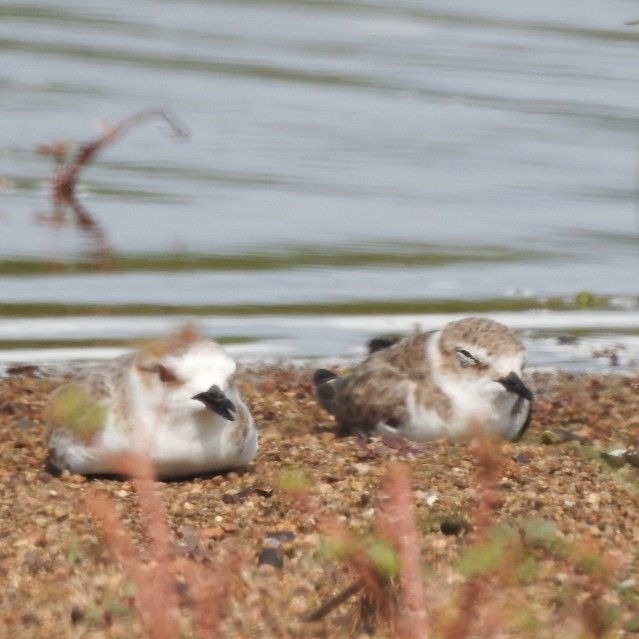 White-faced Plover - ML493500661