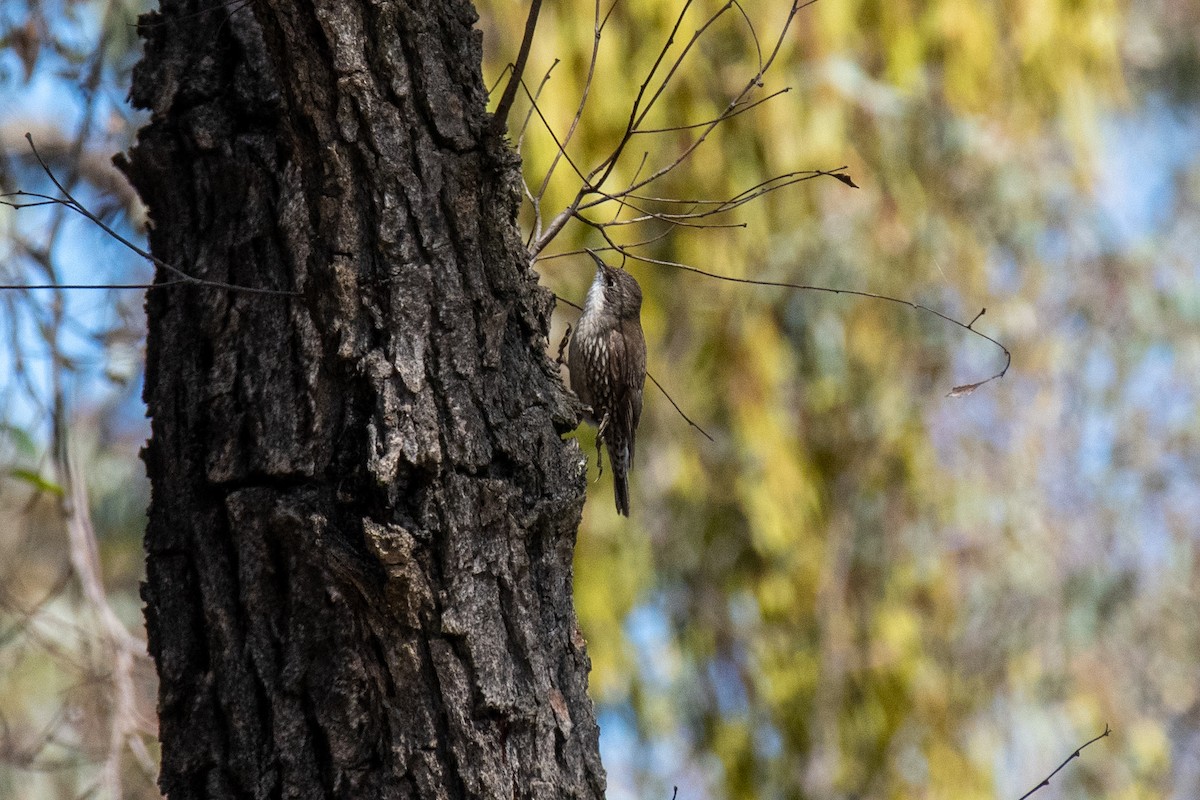 White-throated Treecreeper - ML493501361