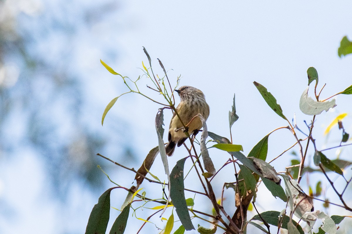 Striated Thornbill - ML493501401