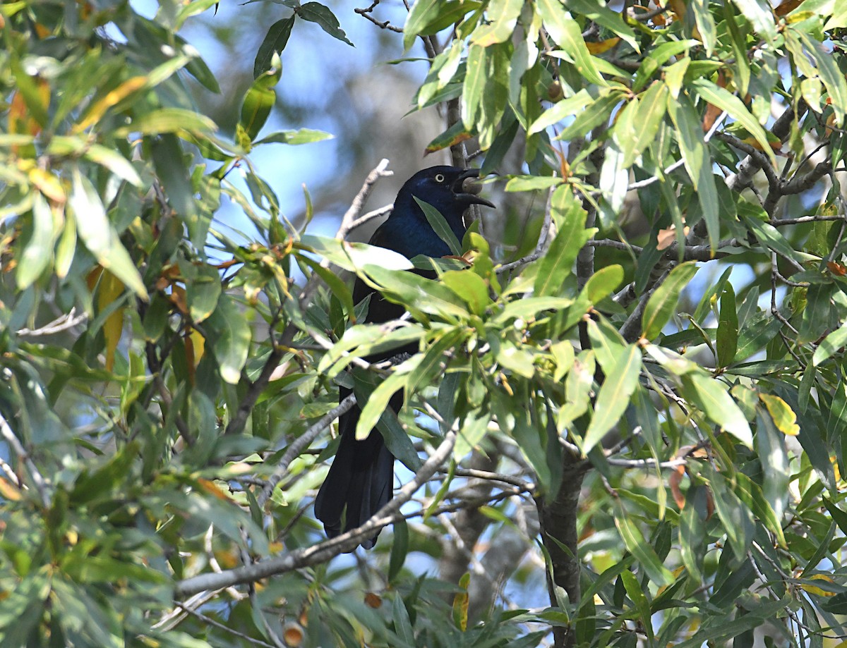 Common Grackle (Bronzed) - ML493501651