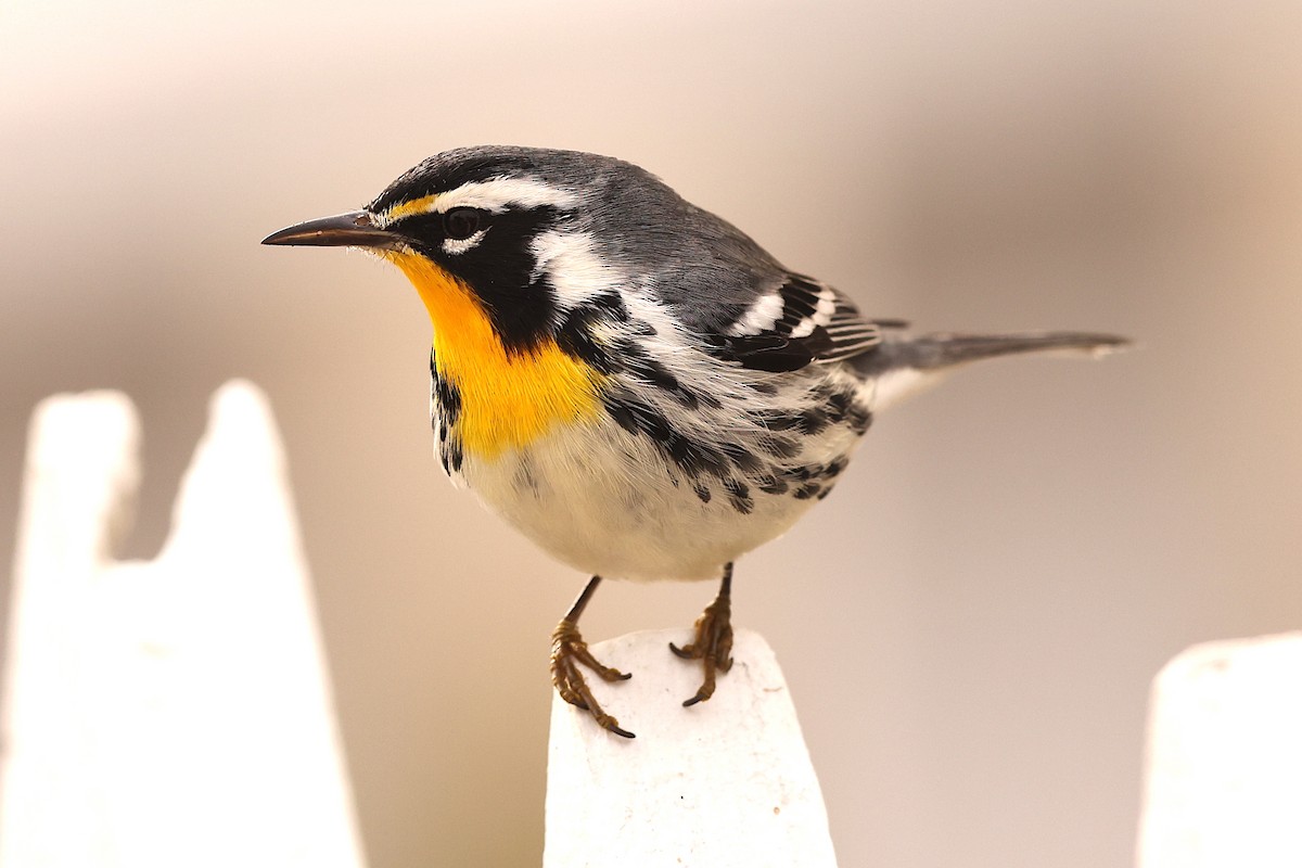 Yellow-throated Warbler - Aaron Maizlish