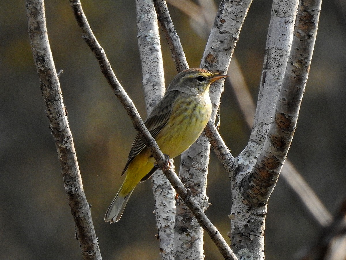 Palm Warbler - Kathy S. Prindle