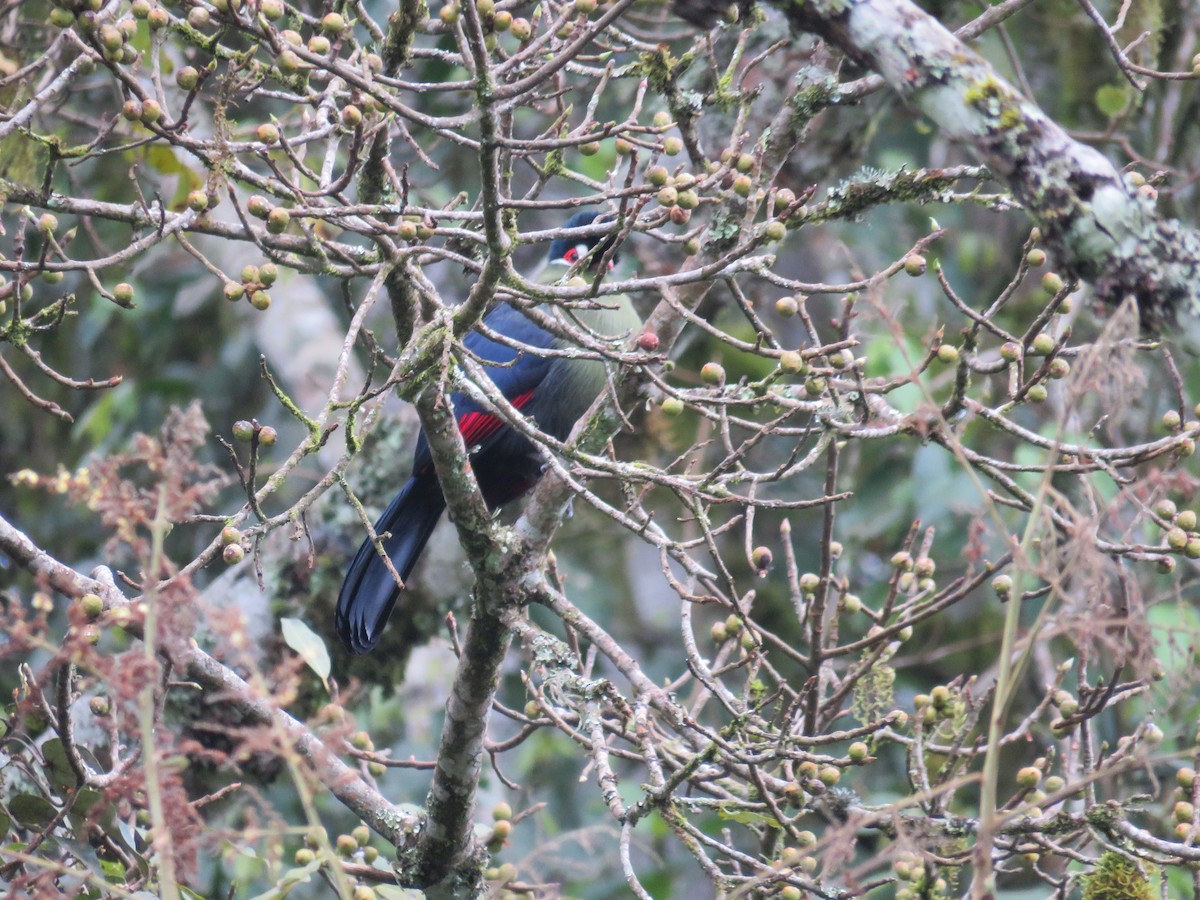 Hartlaub's Turaco - ML493502121