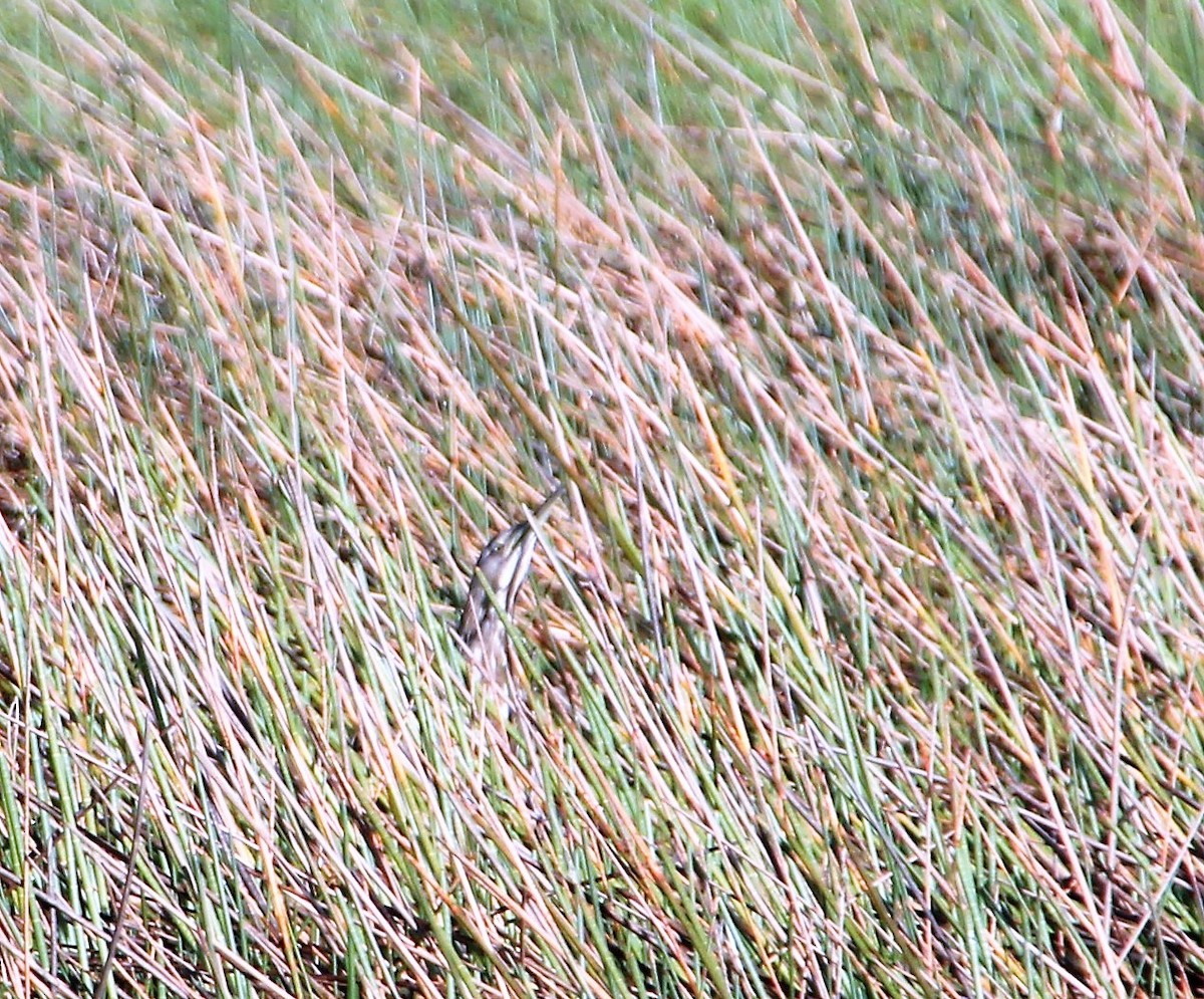 American Bittern - Isaias Morataya