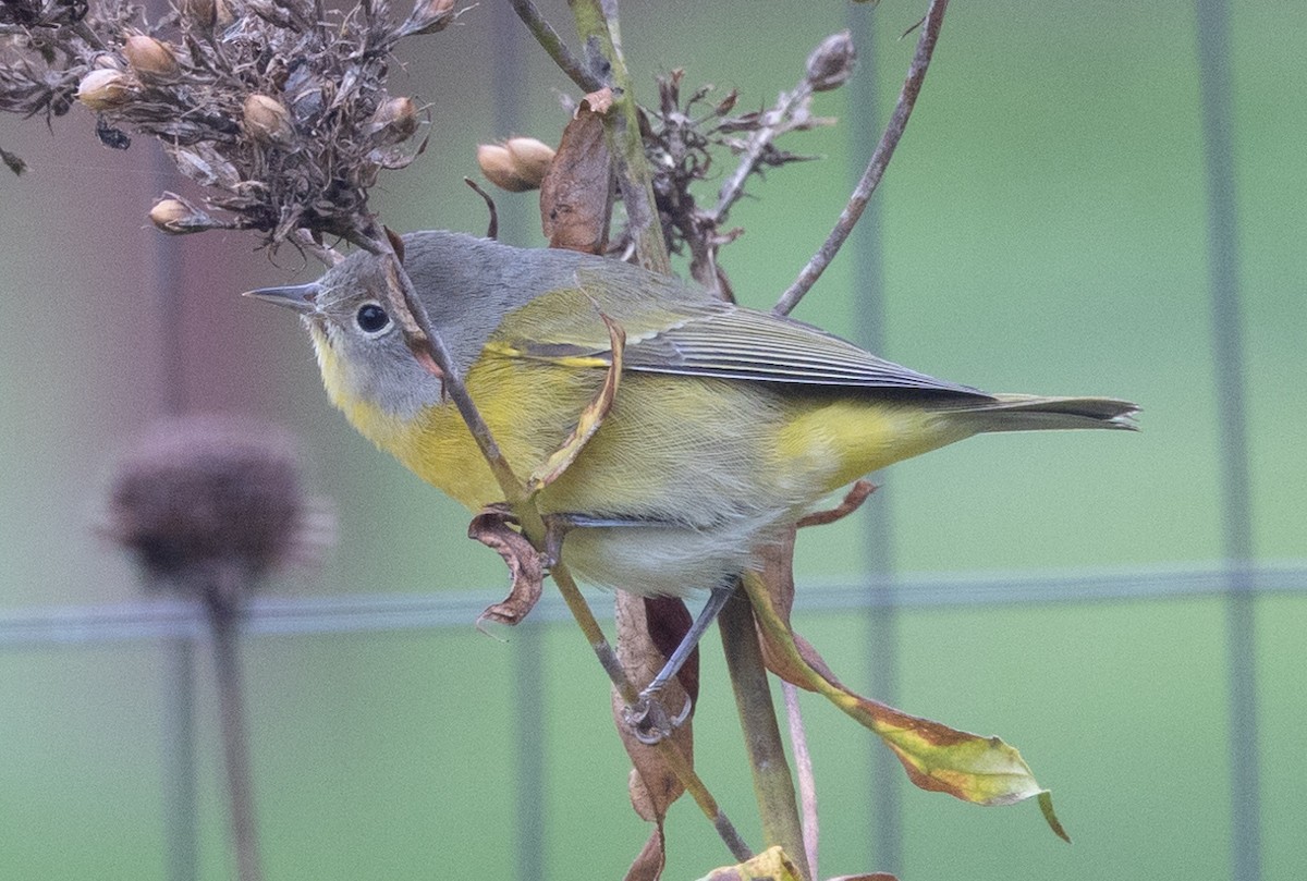 Nashville Warbler - Jason Forbes