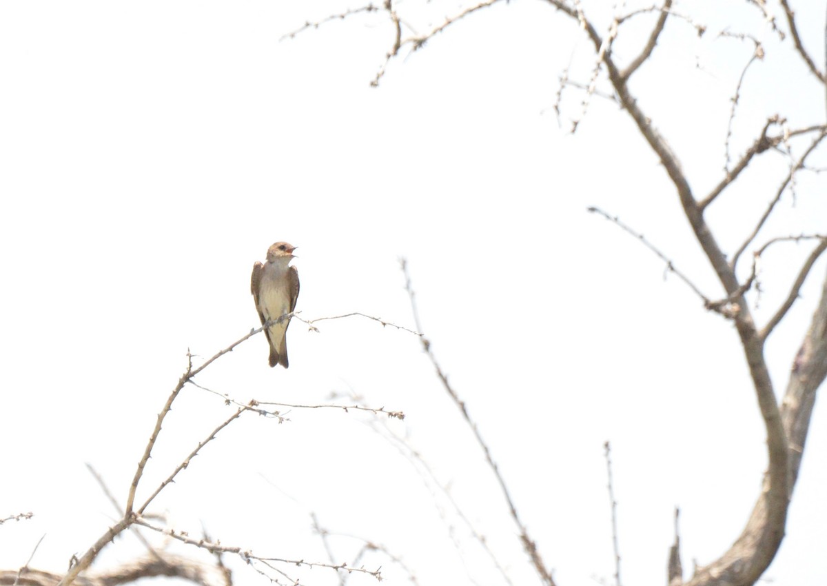 Northern Rough-winged Swallow - ML493503001