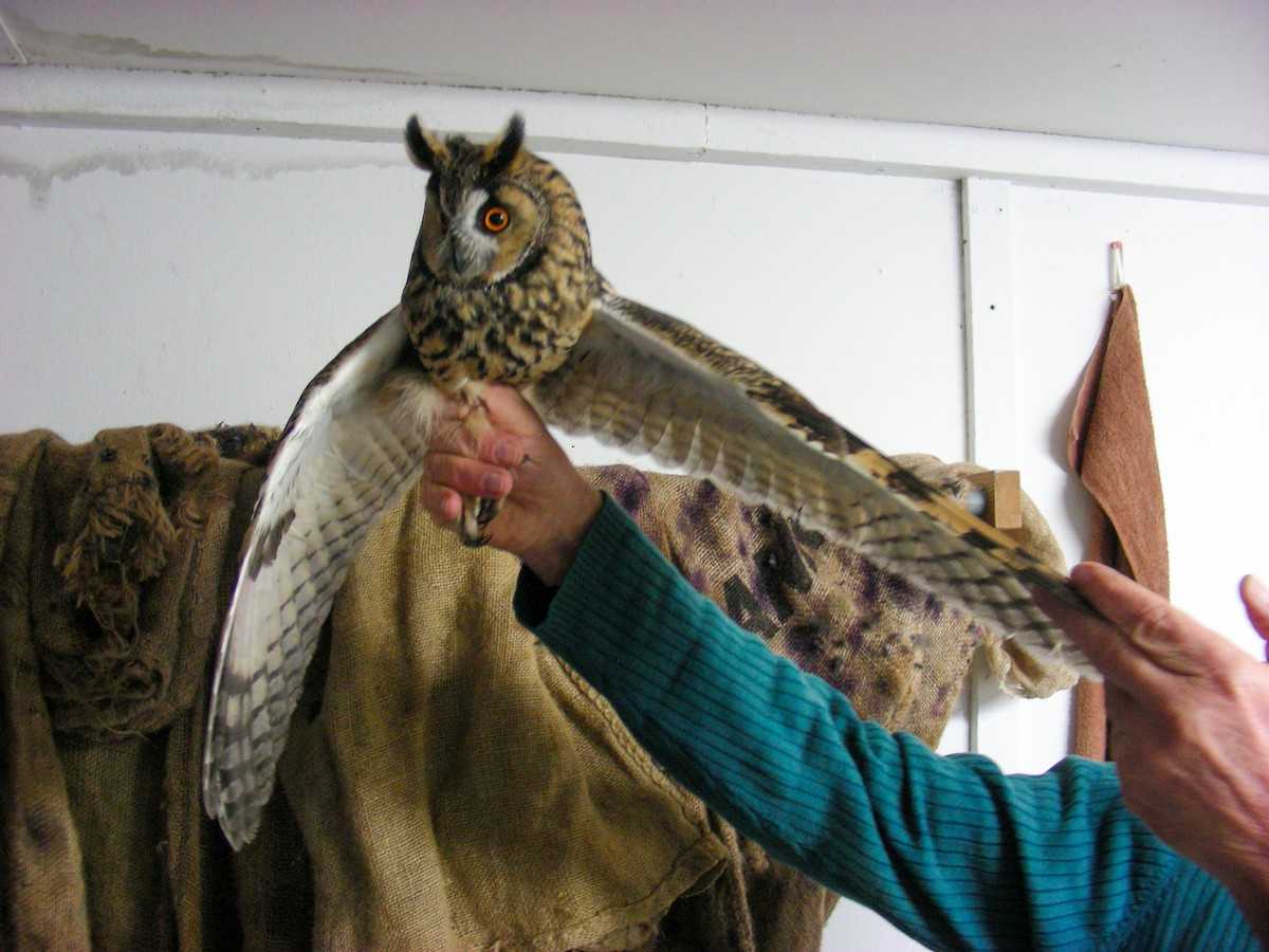 Long-eared Owl - ML493503261