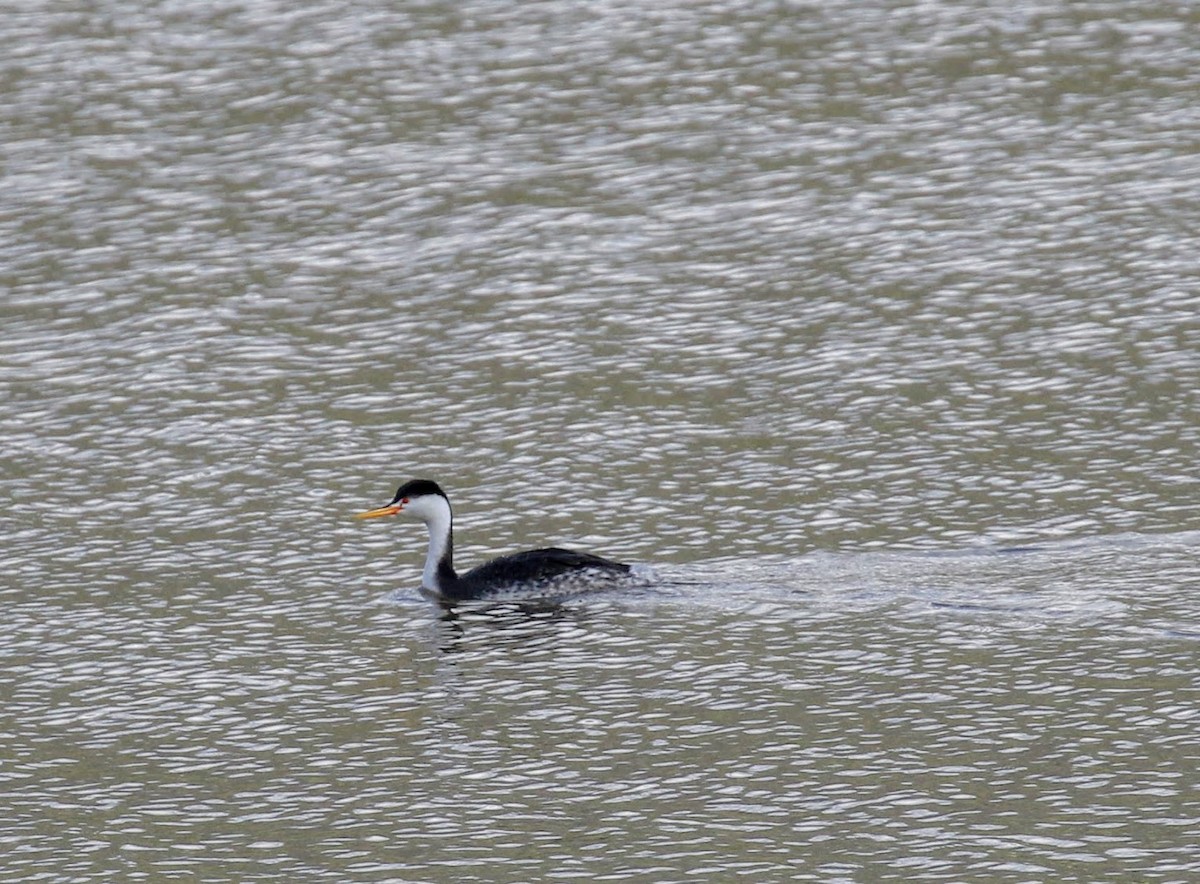 Clark's Grebe - ML49350391