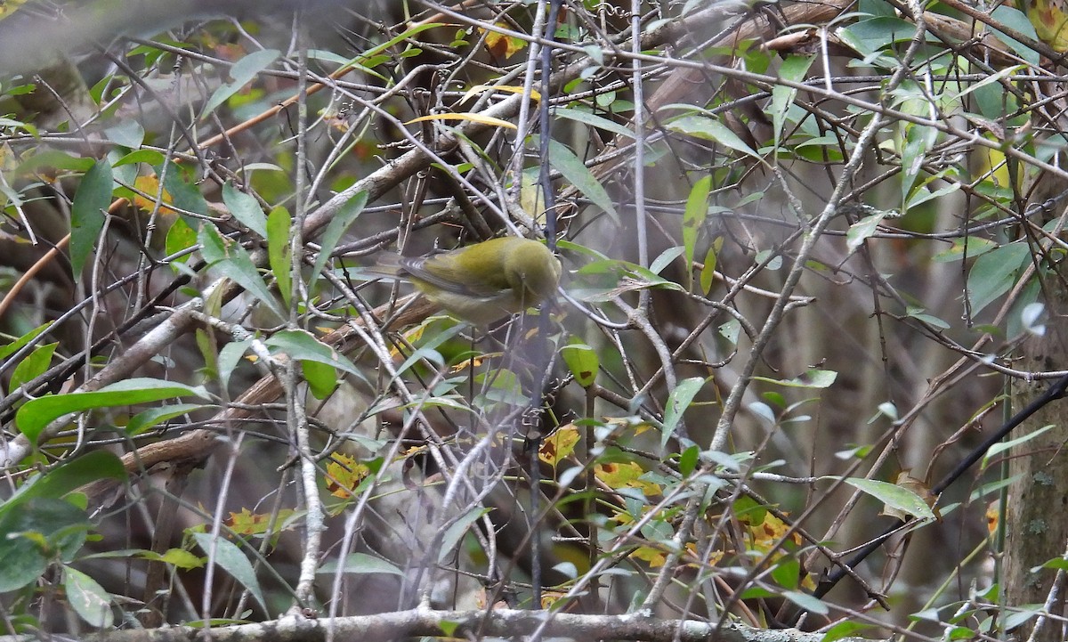 Tennessee Warbler - ML493504161