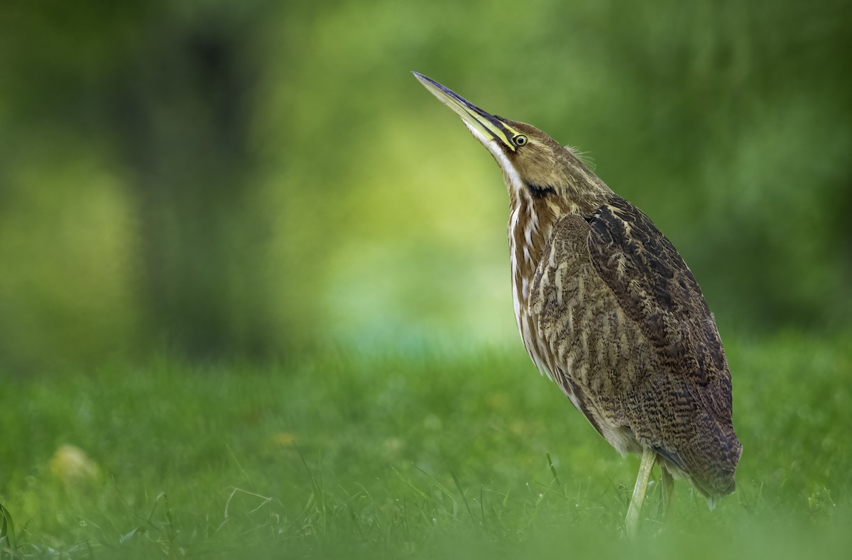 American Bittern - Nick  Waite