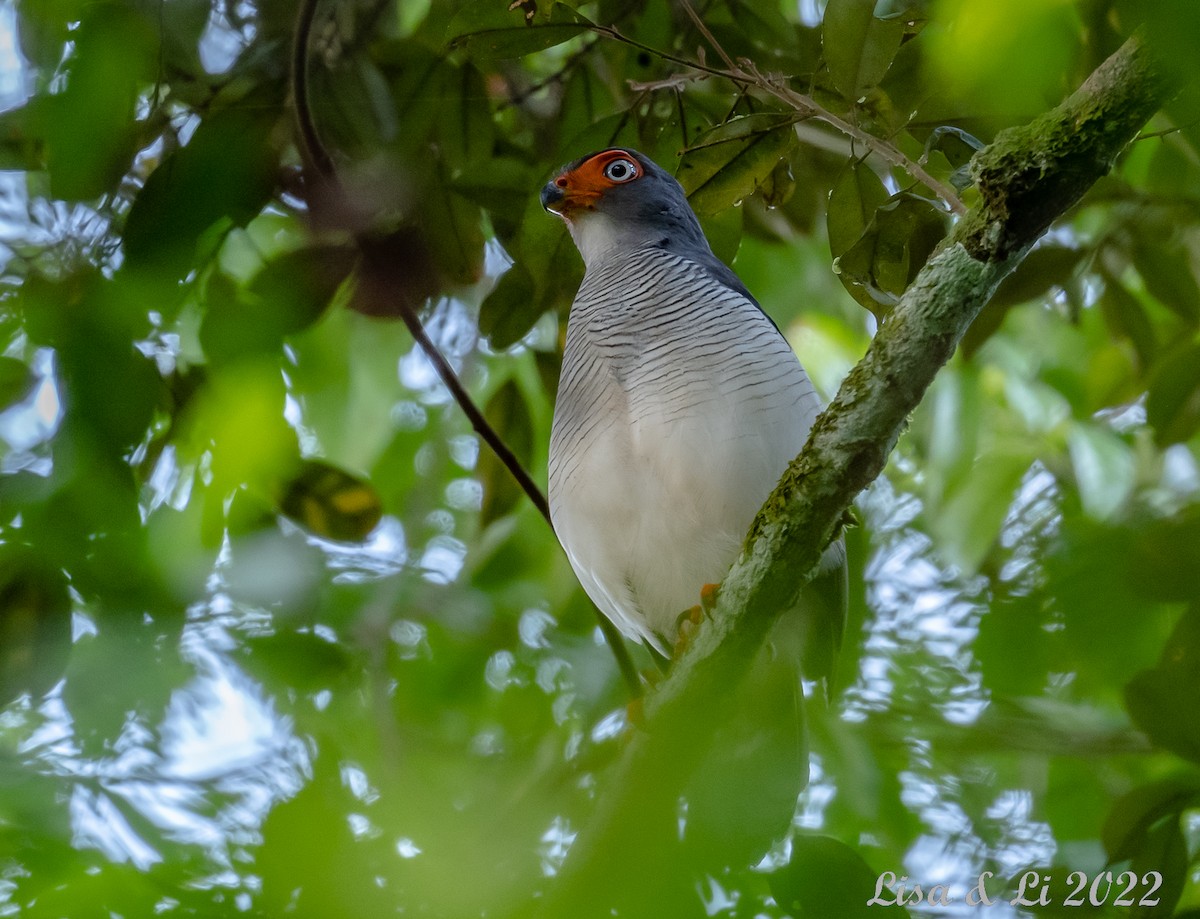 Cryptic Forest-Falcon - ML493506221