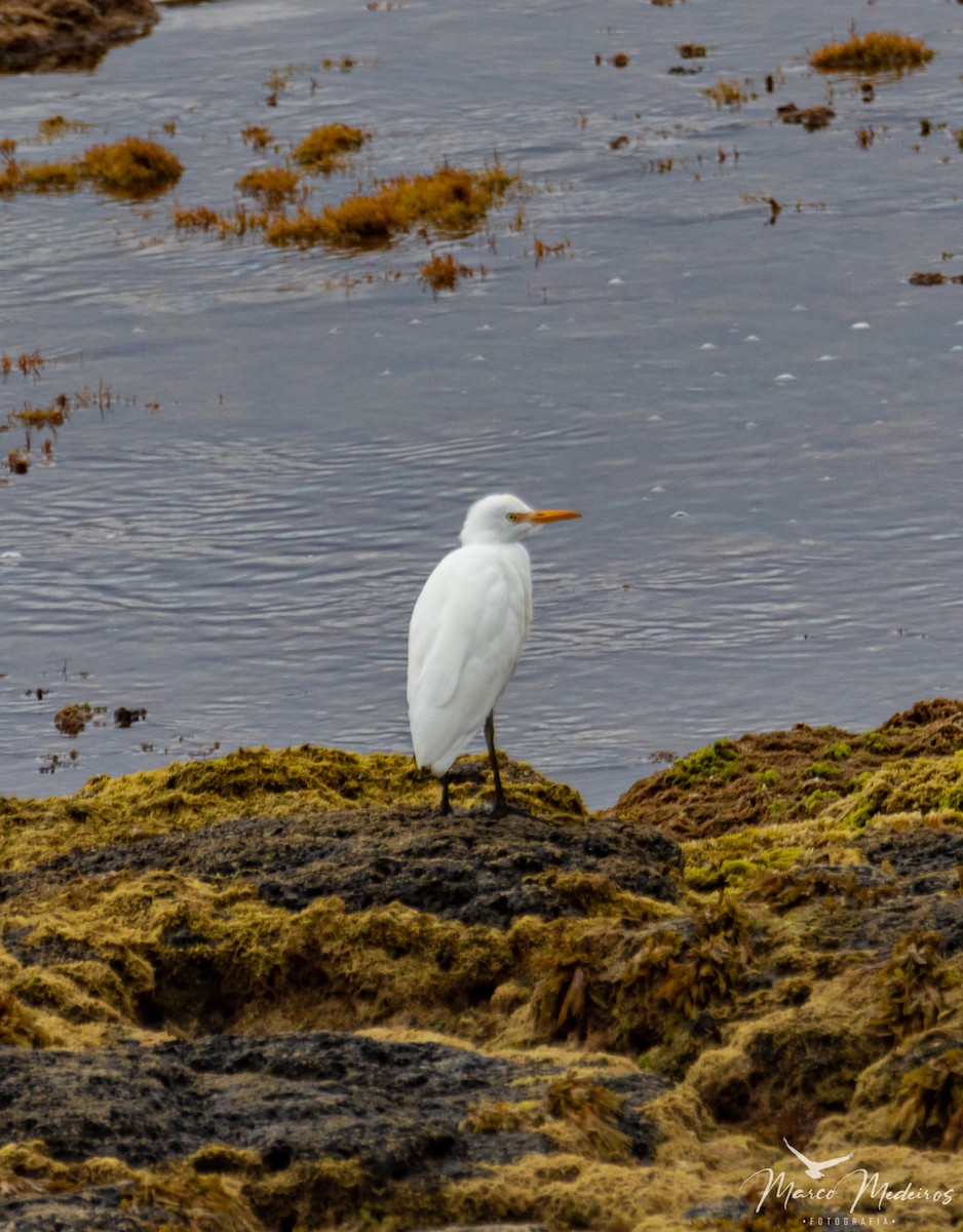 Western Cattle-Egret - ML493506831