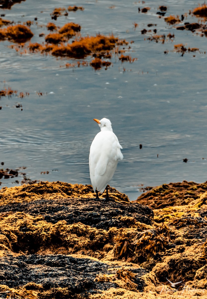 Western Cattle-Egret - ML493508071