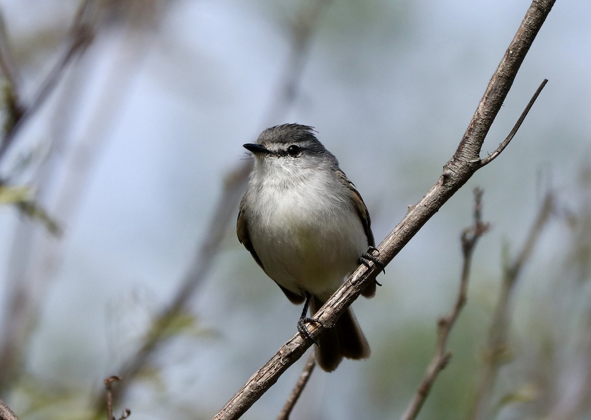 White-crested Tyrannulet (White-bellied) - ML493509161