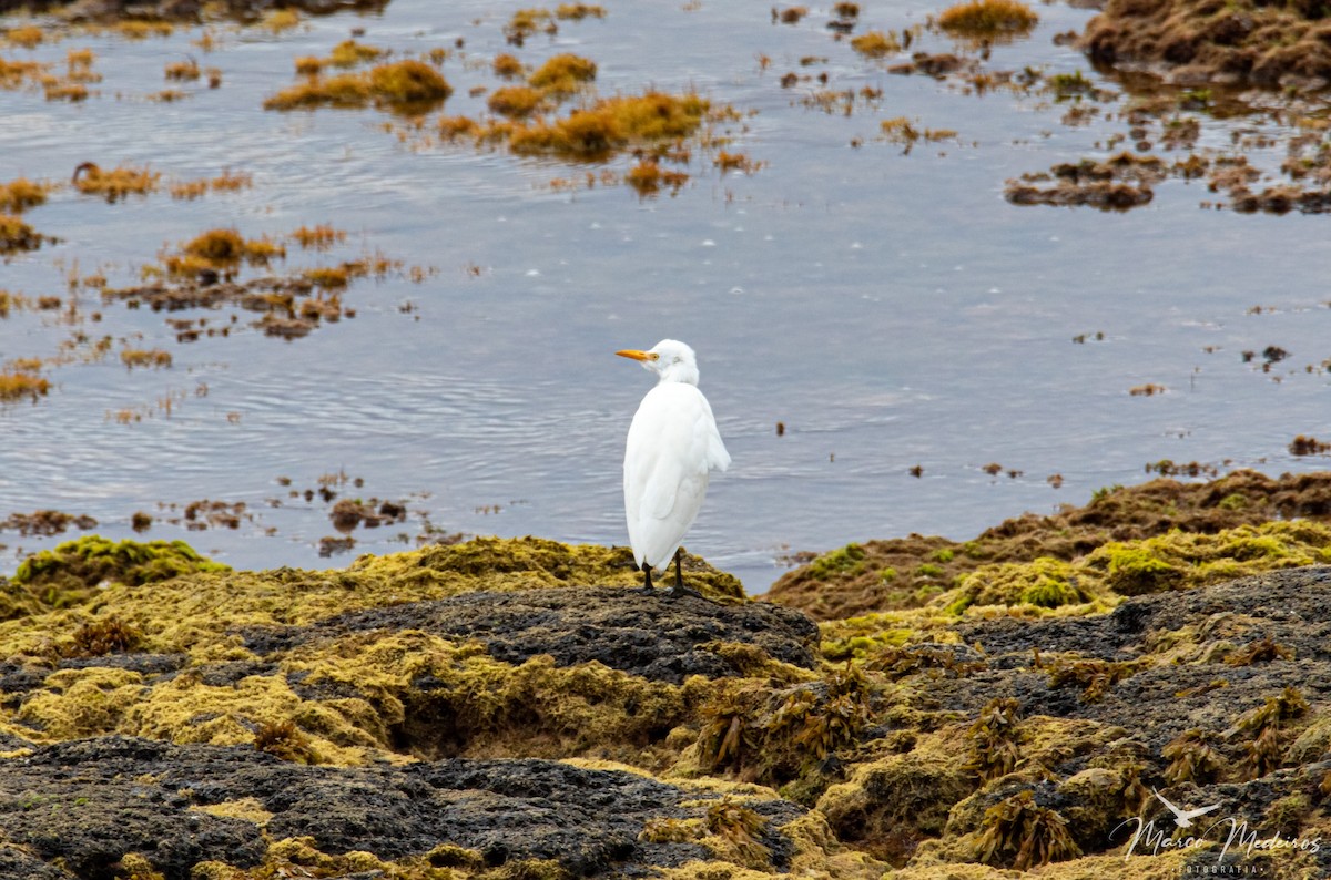 Western Cattle-Egret - ML493509381