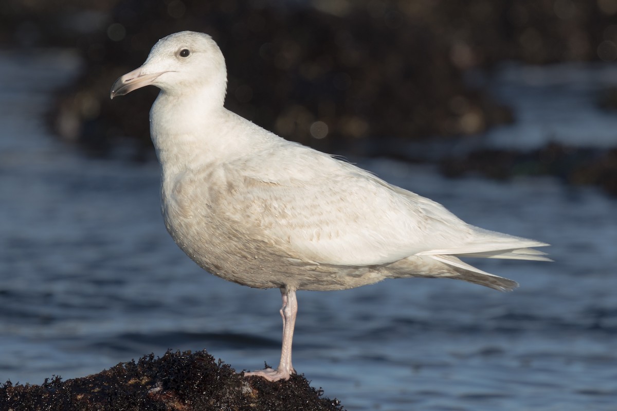 Glaucous Gull - ML49351021