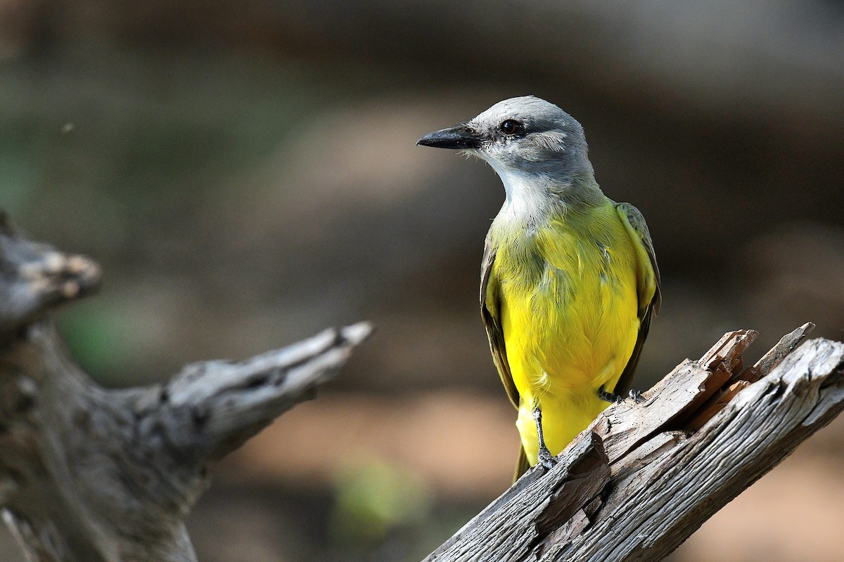 Couch's Kingbird - Ardell Winters