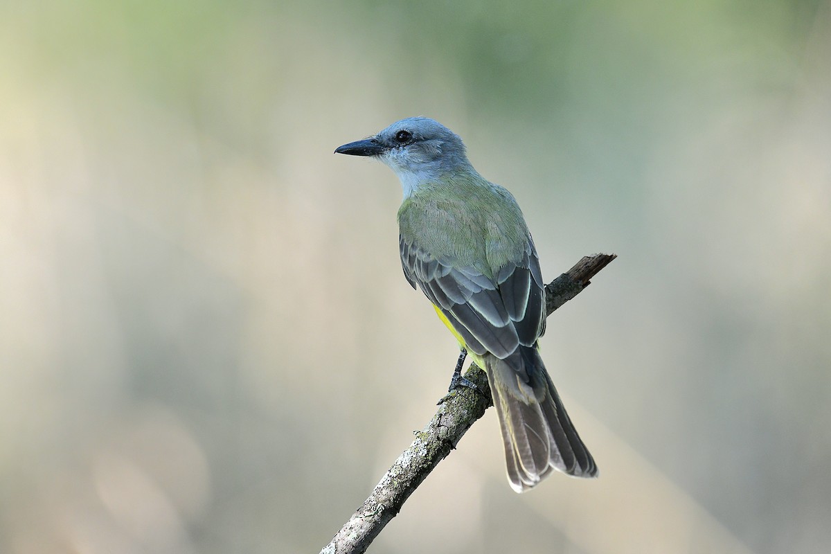 Couch's Kingbird - Ardell Winters