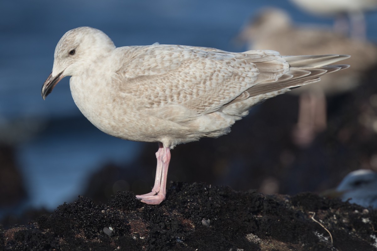 Gaviota Groenlandesa (thayeri) - ML49351211