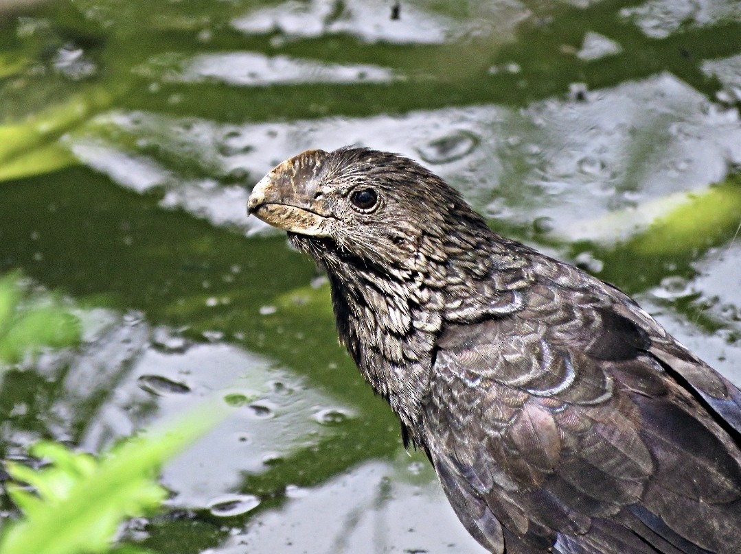 Smooth-billed Ani - ML493512761