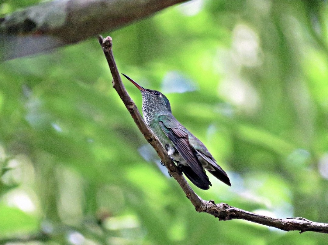 kolibřík zrcadlový - ML493512931