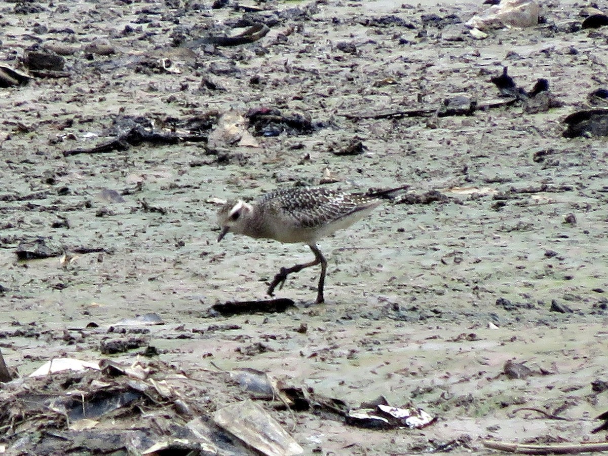 American Golden-Plover - ML493513221