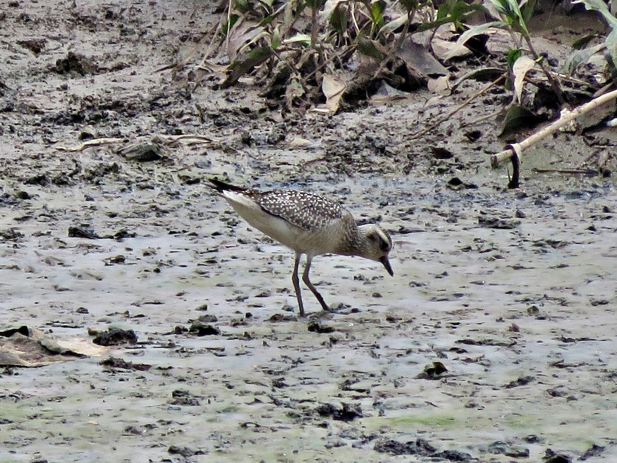 American Golden-Plover - ML493513231