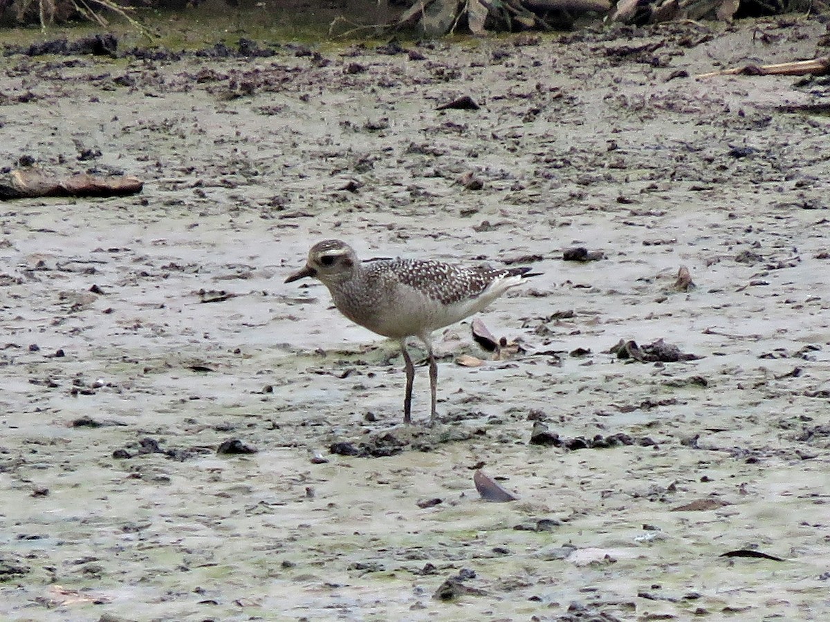 American Golden-Plover - ML493513241