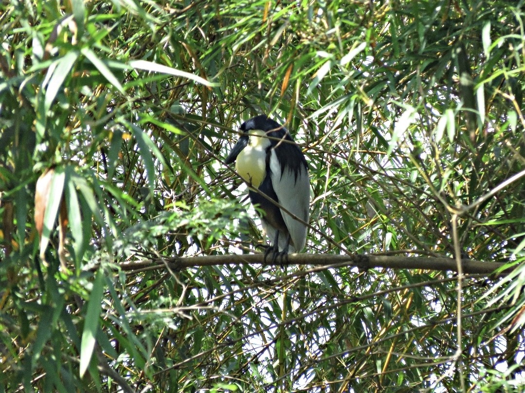 Boat-billed Heron - ML493513591