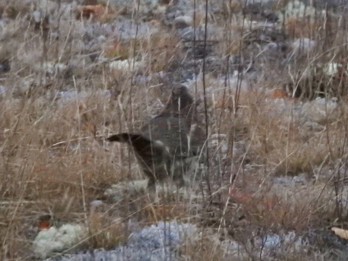 Ruffed Grouse - ML493513721