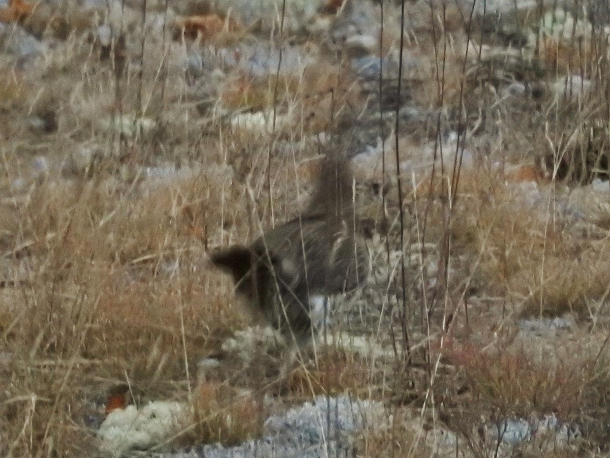 Ruffed Grouse - ML493513741