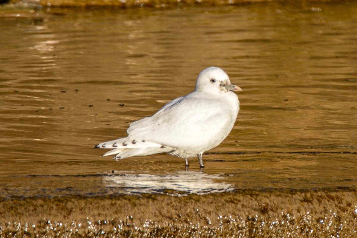 Mouette blanche - ML493515541