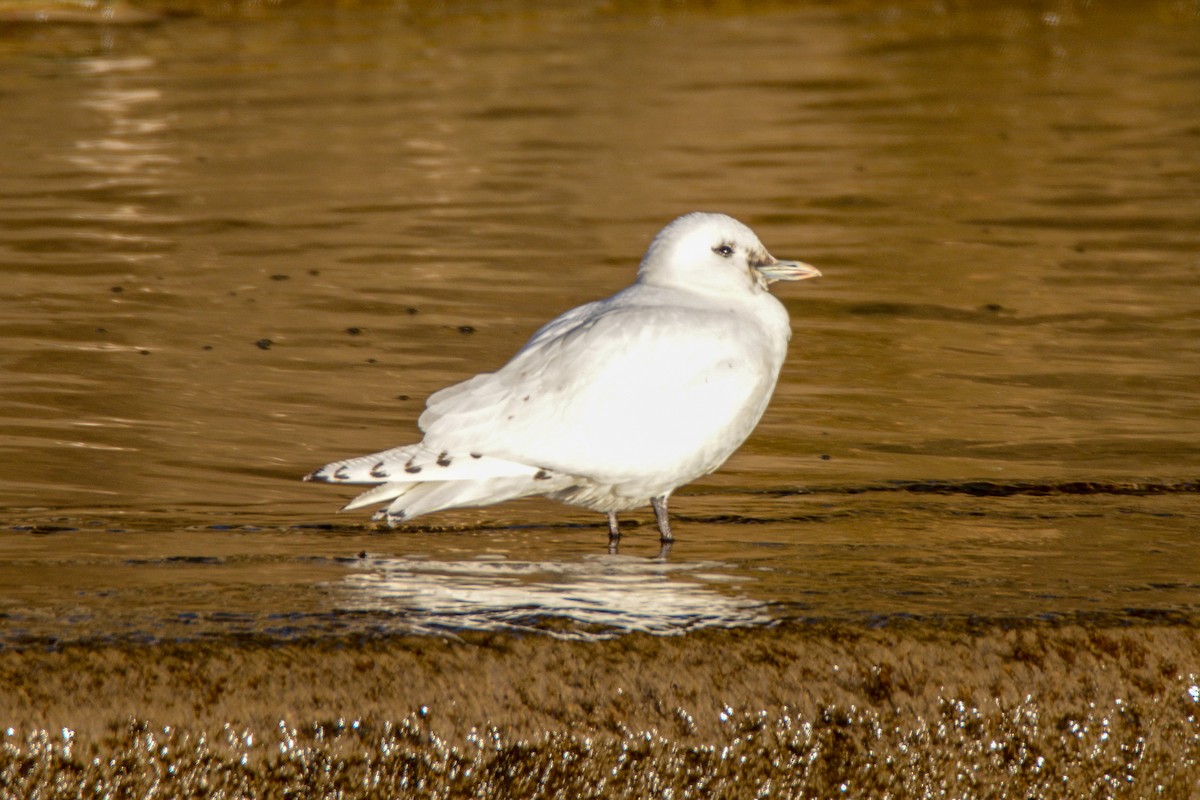 Mouette blanche - ML493515551