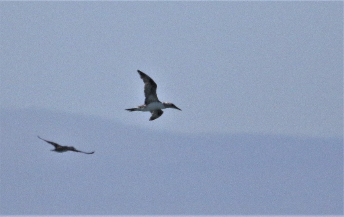 Northern Gannet - Ann Vaughan