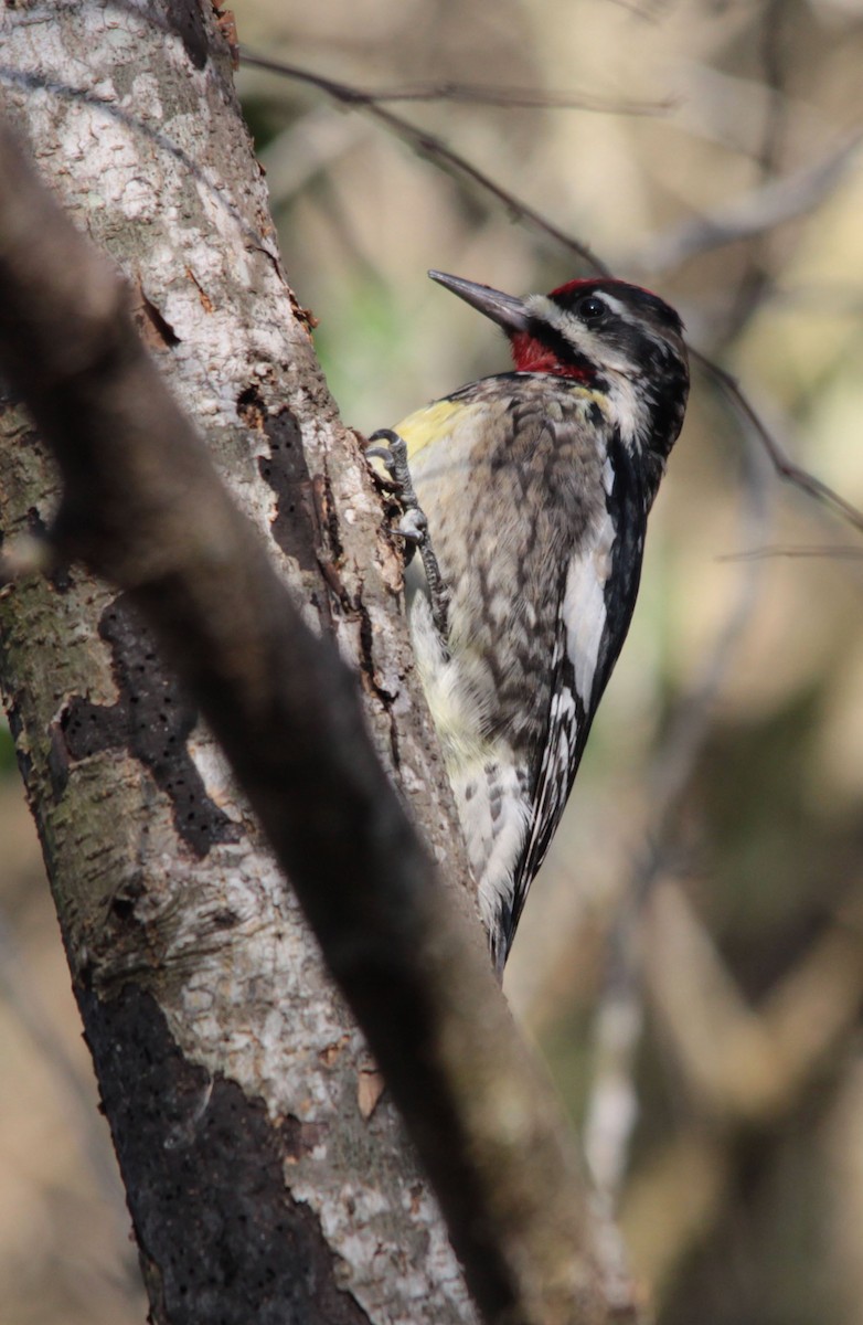 Yellow-bellied Sapsucker - Tom Forwood JR