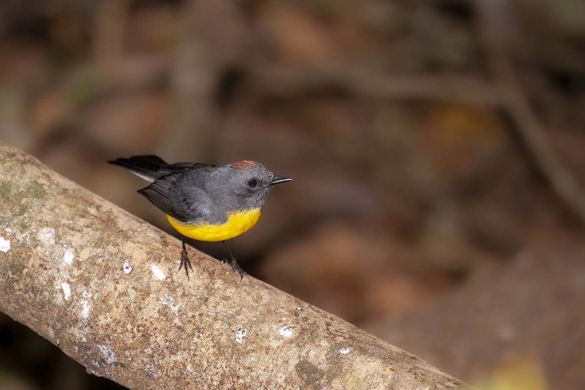 Slate-throated Redstart - ML493518381