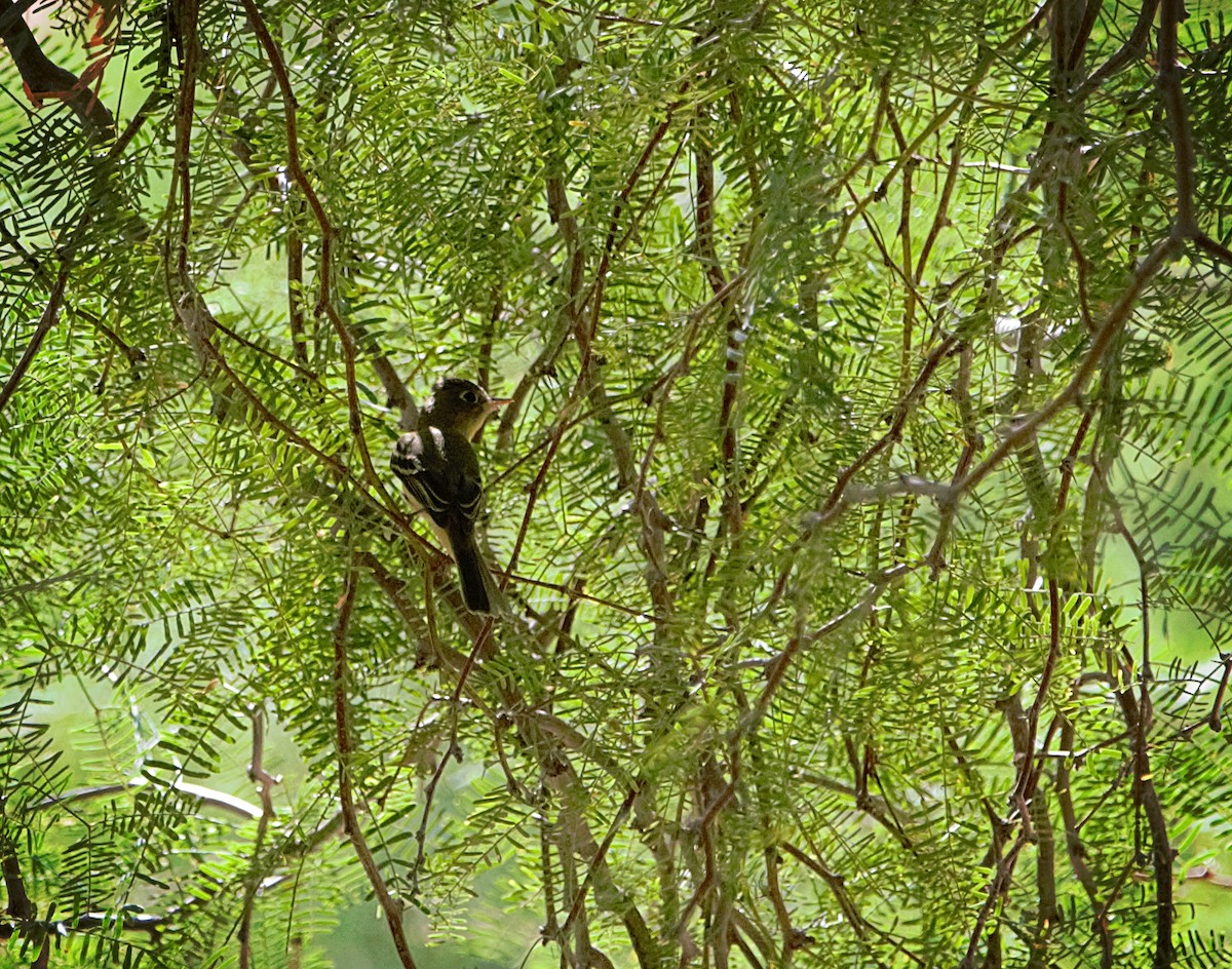 Western Flycatcher (Pacific-slope) - Aurelia Kucera