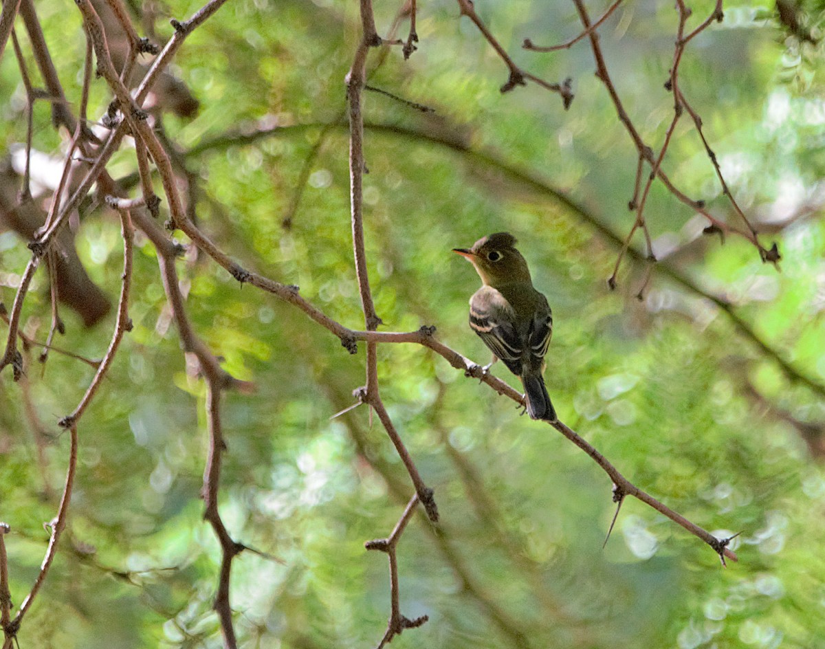 Western Flycatcher (Pacific-slope) - Aurelia Kucera