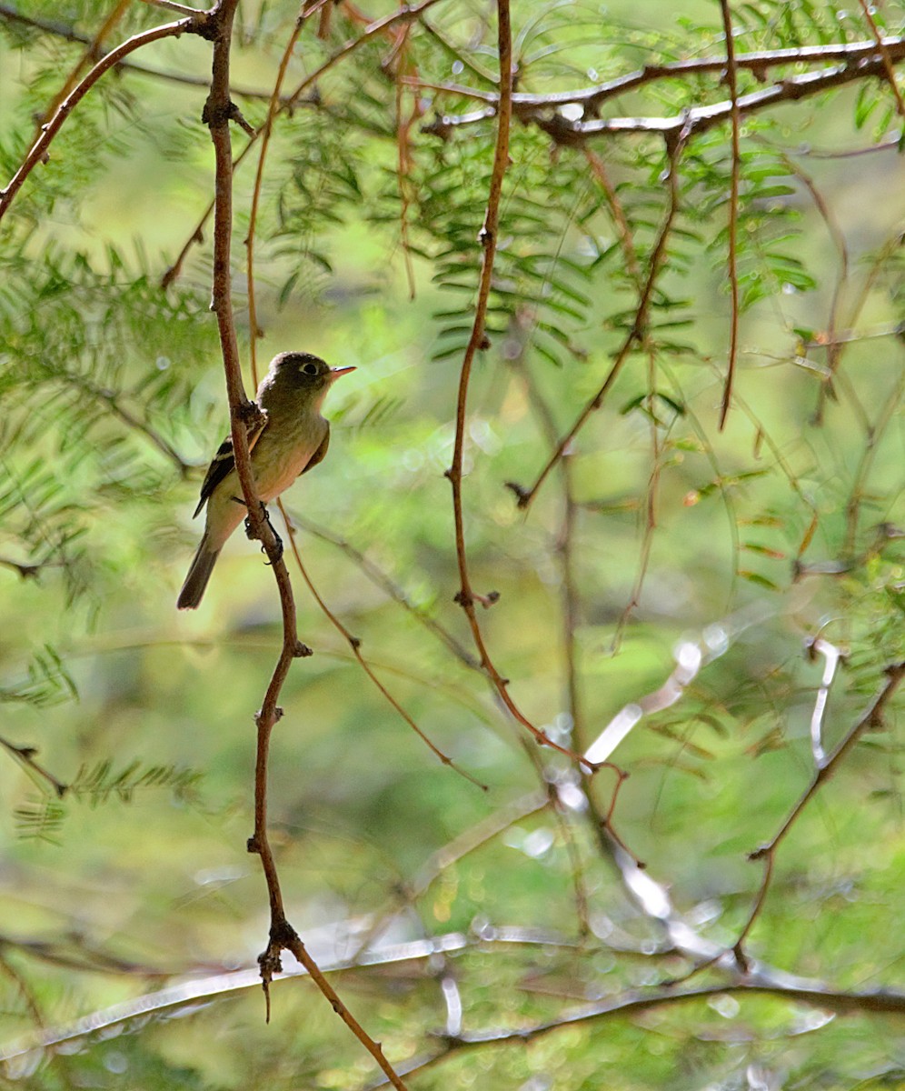 Western Flycatcher (Pacific-slope) - Aurelia Kucera