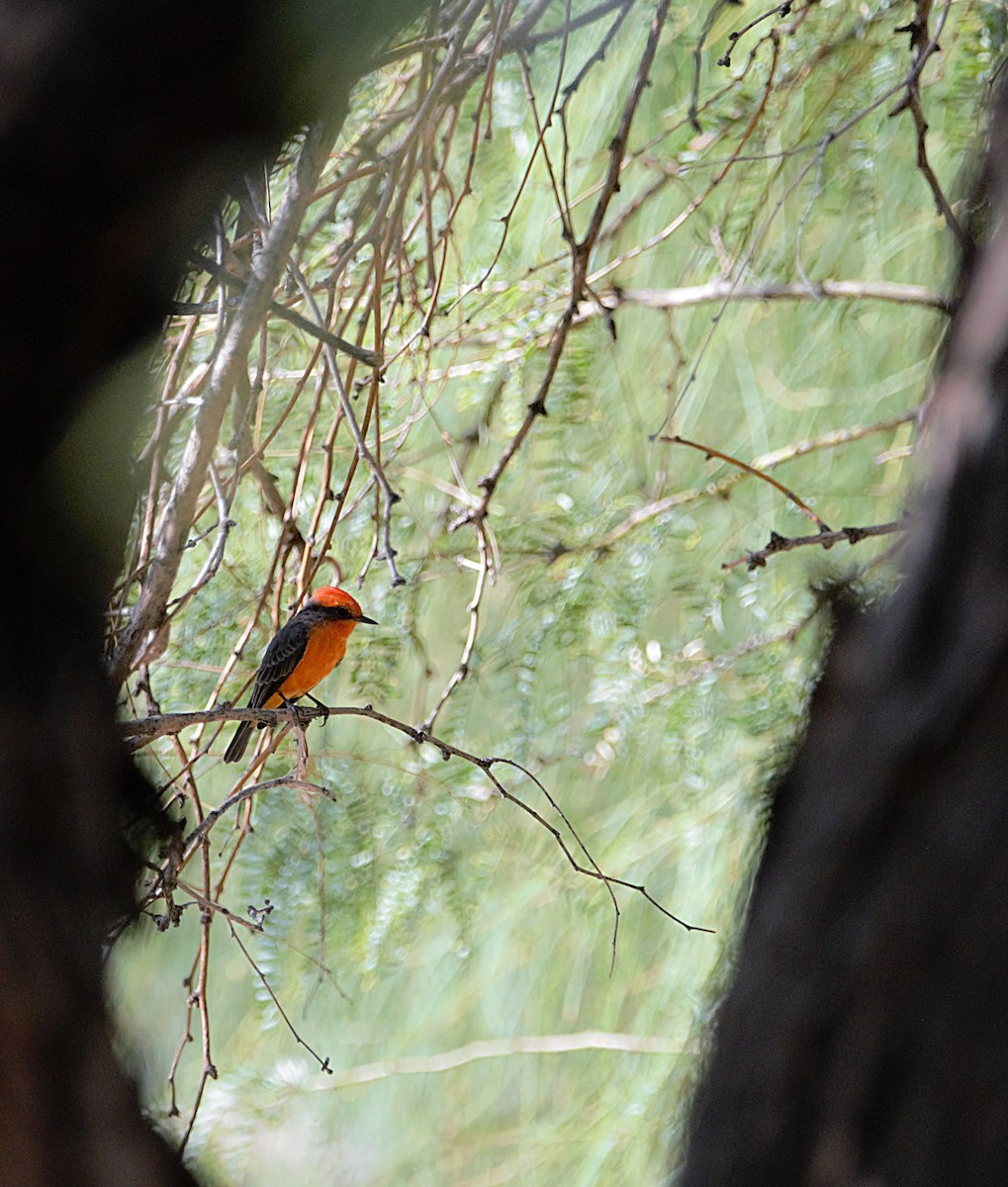 Vermilion Flycatcher - ML493518921