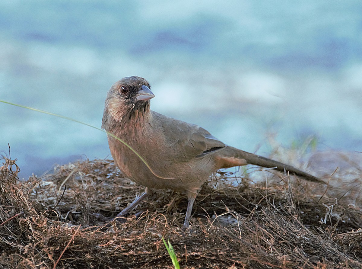 Abert's Towhee - ML493519001