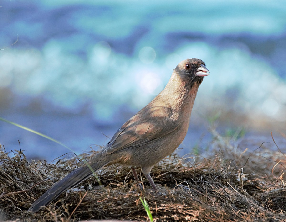 Abert's Towhee - ML493519011