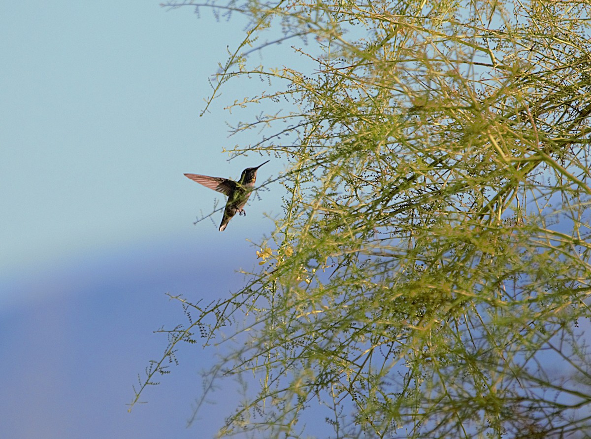 Trochilidae sp. - ML493519071