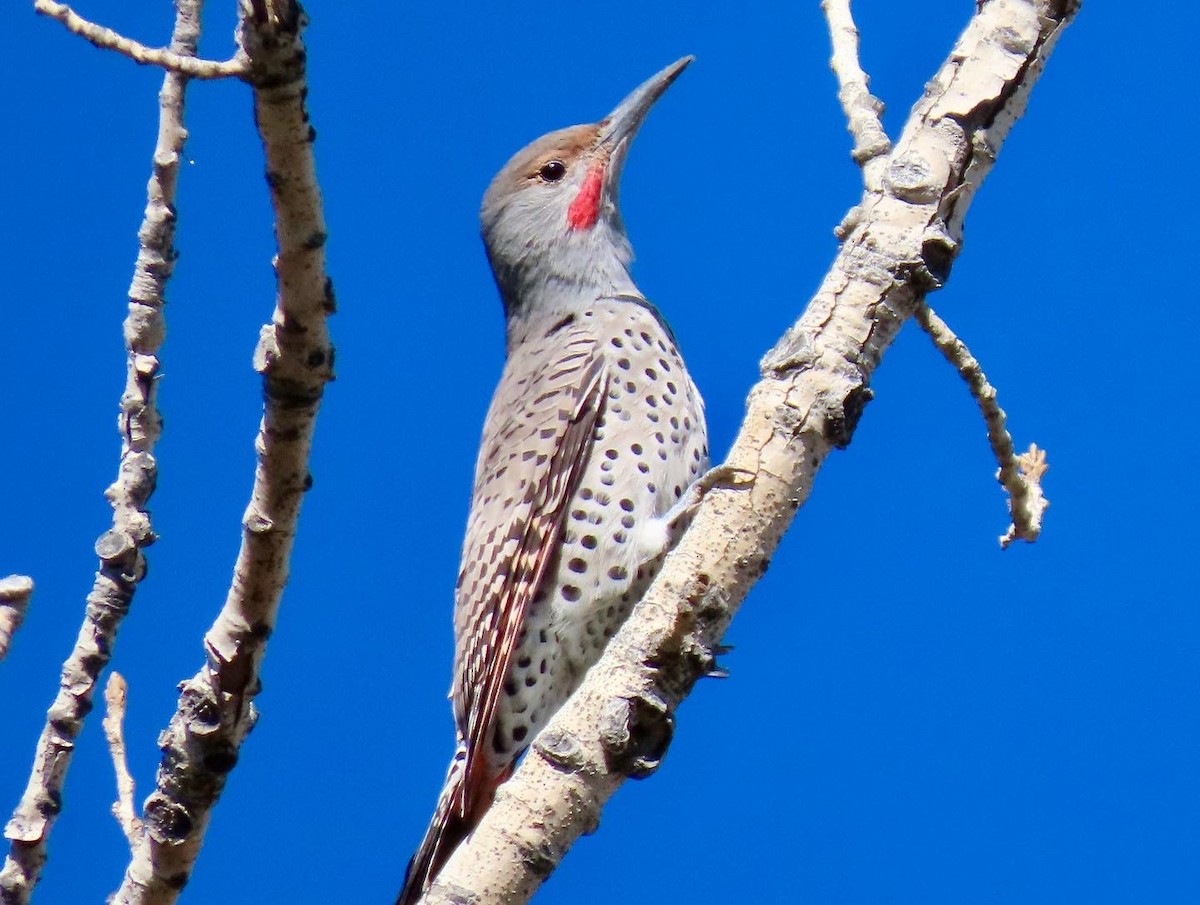 Northern Flicker - ML493519521