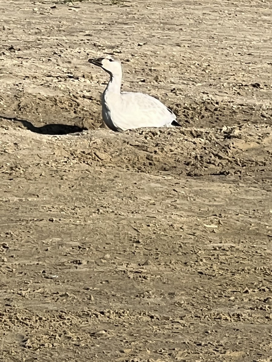 Snow Goose - Lisa Erb